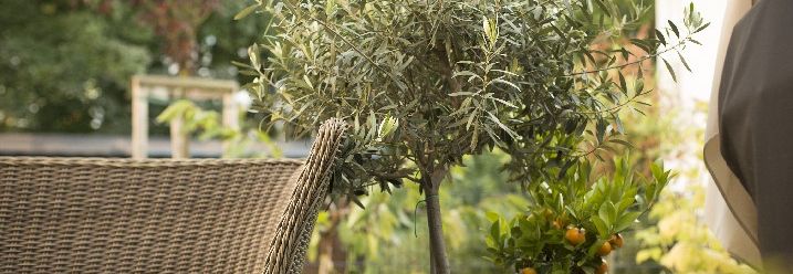 Kleiner Olivenbaum auf Terrasse neben geflochtenem Stuhl.